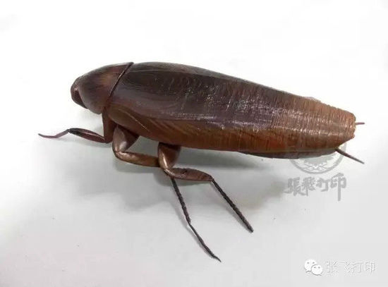 3D打印蟑螂小強誕生記(超精細) 妹紙膽小也可入
3D打印蟑螂,3D打印小強,3D打印技術(shù),3D打印服務(wù),3D打印平臺,e鍵打印