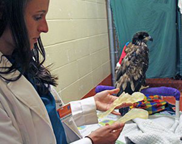 受傷的雄鷹與工作人員手拿它的3D打印復(fù)制肱骨